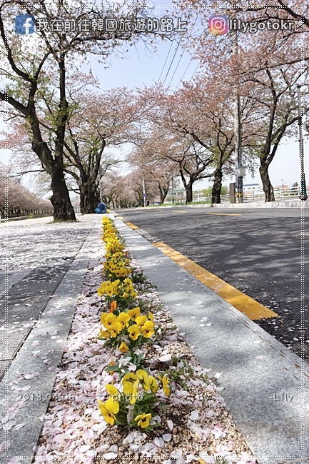 ㊶大邱．舌化椧谷站｜賞櫻秘境~玉浦 龍淵寺櫻花路(옥포 용연사 벚꽃길)大邱最美麗道路 @我在前往韓國旅遊的路上