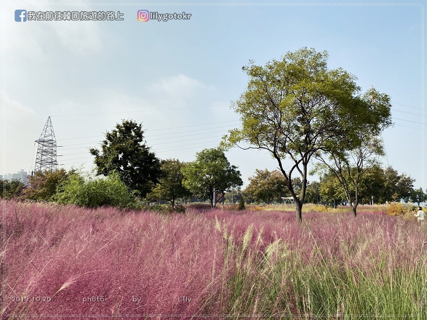 53)首爾．蠶院站｜避開人潮隨你拍的粉紅亂子草就到「蠶院漢江公園」(附詳細交通) @我在前往韓國旅遊的路上