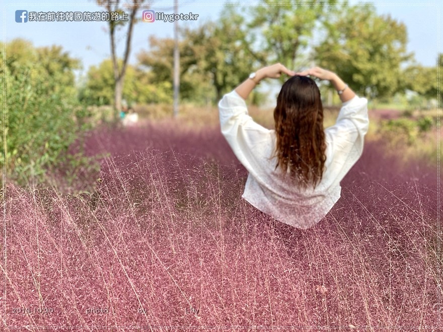 53)首爾．蠶院站｜避開人潮隨你拍的粉紅亂子草就到「蠶院漢江公園」(附詳細交通) @我在前往韓國旅遊的路上