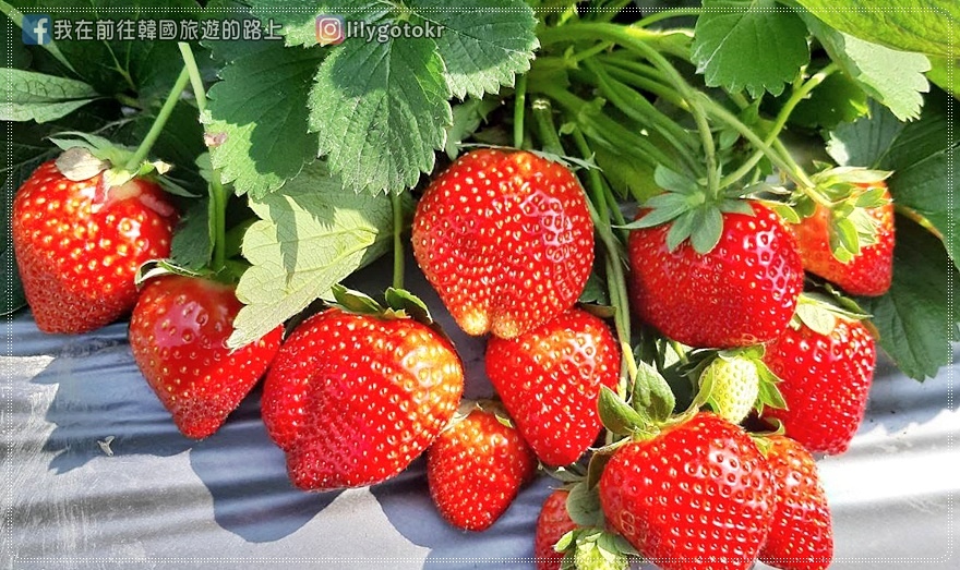 苗栗．公館｜登豐草莓園～鮮甜又大顆的草莓、無農藥、環境乾淨～大推 @我在前往韓國旅遊的路上
