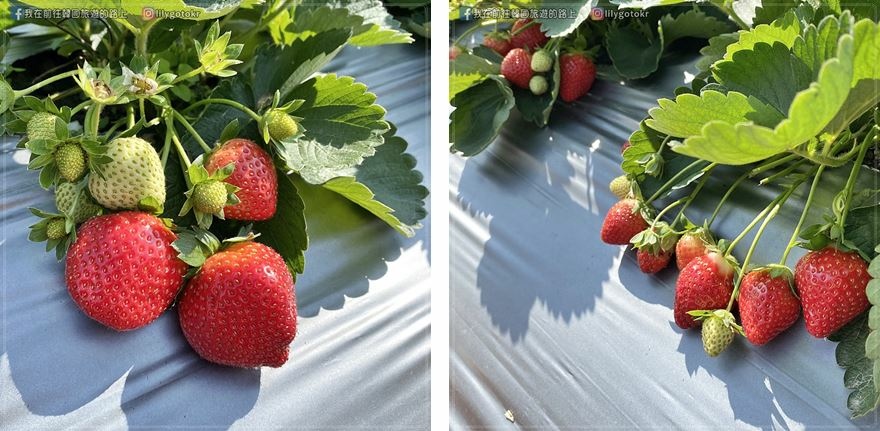 苗栗．公館｜登豐草莓園～鮮甜又大顆的草莓、無農藥、環境乾淨～大推 @我在前往韓國旅遊的路上