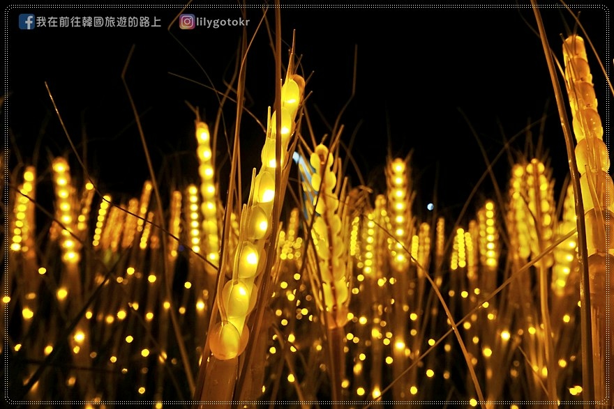 桃園．大溪｜最新打卡點~2022夜遊慈湖水岸光影季(LED白玫瑰花燈、黃金稻穗燈、月亮盪鞦韆燈) @我在前往韓國旅遊的路上